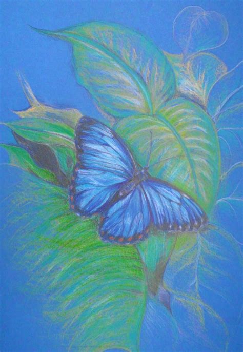 Blue Butterfly Drawing By Diana Editoiu Saatchi Art