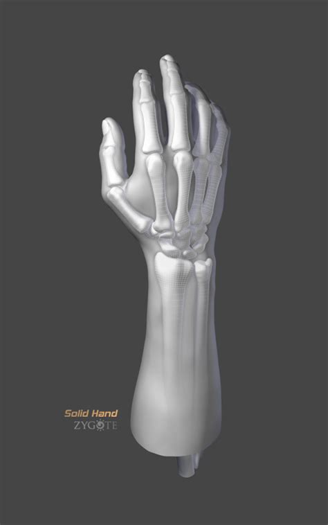 Zygotesolid 3d Human Hand Model Cad Medically Accurate Anatomy