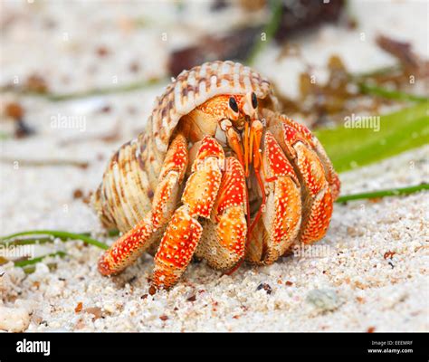 Hermit Crab Seychelles La Digue Stock Photo Alamy
