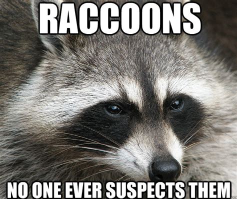 Sly Raccoon Memes Quickmeme