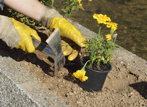 Ways To Improve Clay Soil In The Flower Garden