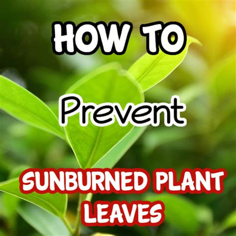 How To Prevent Sunburned Plant Leaves