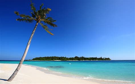 Beautiful Amazing Maldives Beach And Coconut Trees Hd Nature Wallpaper