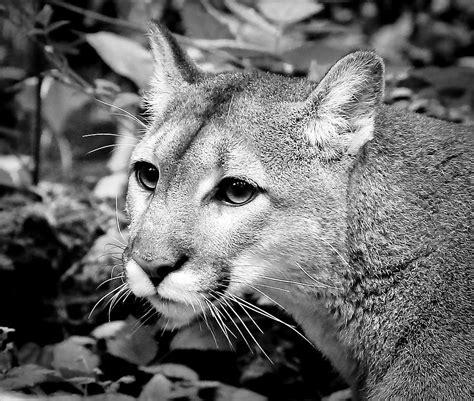 Cougar Prowl Photograph By Athena Mckinzie