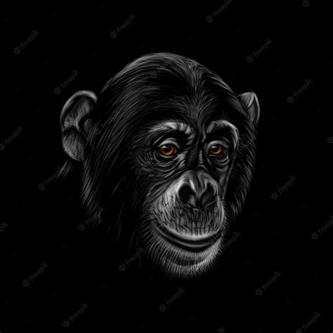 Premium Vector Portrait Of A Chimpanzee Head On A Black Background