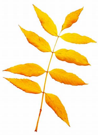 Fall Leaves Clip Autumn Leaf Clipart Graphics
