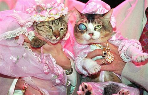 Most Expensive Cat Wedding In The World Held In Thailand