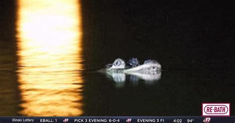 Chicago Police Investigators Confirm Alligator In Lagoon Top Stories