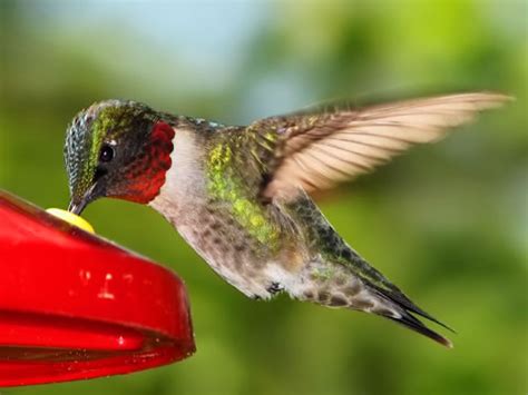 These birds are fearless, and are known for chasing away other hummingbirds and even larger birds, or rodents away from their favorite nectar feeders and flowers. Attracting Hummingbirds in Southern Illinois