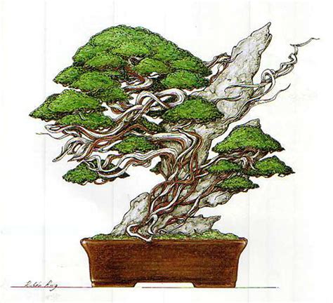 A Pencil And Paper And A Desire To Improve Your Eye For Bonsai Design