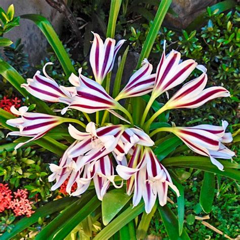 Crinum Lily Stars And Stripes Bulb Buy Quality Flowers Bulbs Online In
