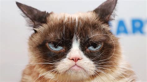 Internet Darling Grumpy Cat Dead At Age 7