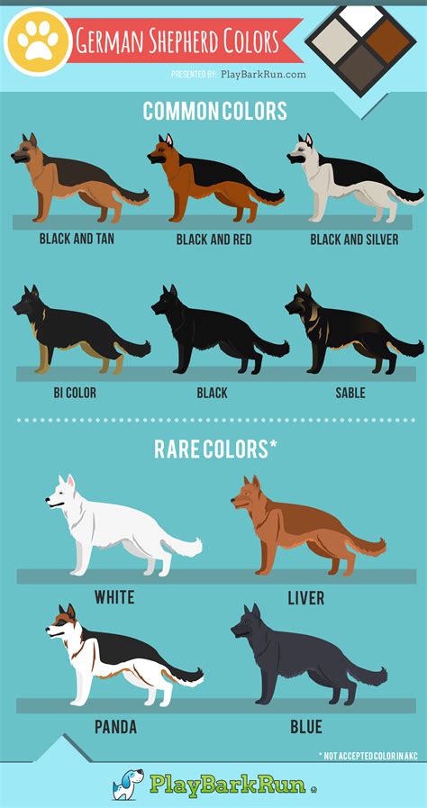 German Shepherds Come In All Varieties Of Beautiful Colors And Lengths