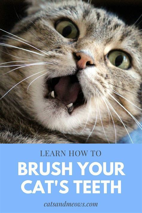 Cats vomit white foam for many different reasons ranging from gastric problems to hairballs. Learn How to Brush your Cat's Teeth | Cat nutrition, Cat ...