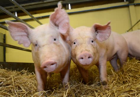 The Superpowers Of Genetically Modified Pigs The Scientist Magazine®