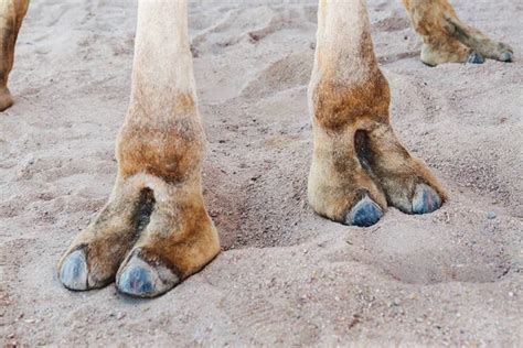 ᐈ Pie De Camello Fotos De Stock Imágenes Dedo De Camello Descargar