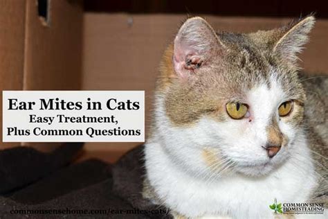 Ear Mites In Cats Easy Treatment Plus Common Questions