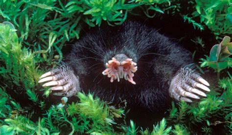 15 Beautiful And Strange Animals That You Didnt Know Existed