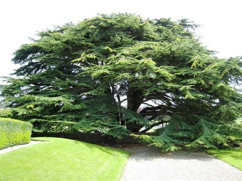 Our Beautiful World Cedar Tree