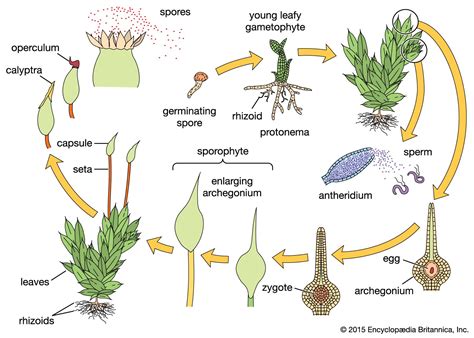 Gametophyte Definition And Examples Britannica