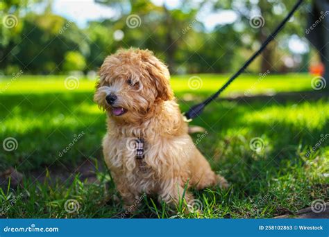 Closeup Of A Moodle Dog Lying On The Grass At A Park Stock Image