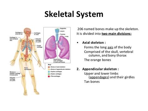 The Importance And Structure Of The Skeletal System In The Human Body