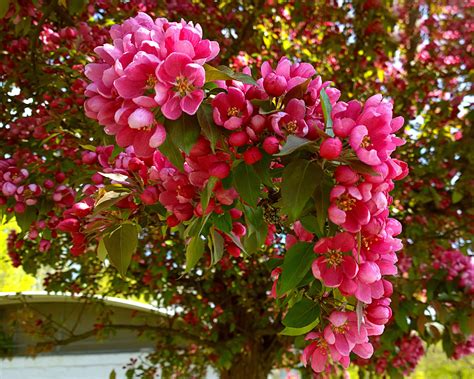 Flowering shrubs, like cistus, azalae, shrub roses, and much more can transform your garden into a small flowering paradise. Top 10 Trees for Small Spaces - Sunset Magazine