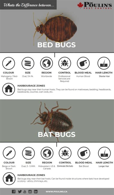 Bed Bugs Vs Bat Bugs Poulins Pest Control
