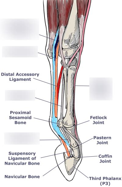 Equine Distal Limb And Foot Diagram Quizlet