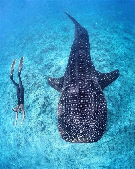 Happy International Whaleshark Day Everyone Looking At These Magnificent Beings Will Never Get