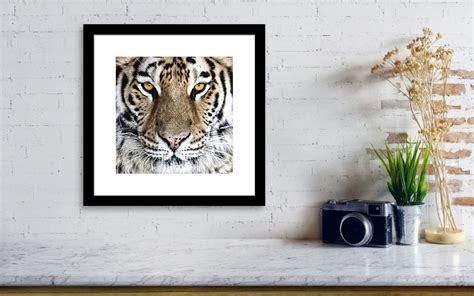 Bengal Tiger Eyes Framed Print By Tom Mc Nemar