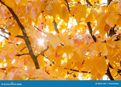 Autumn Yellow Leaves Imagen De Archivo Imagen De Hojas 80631281