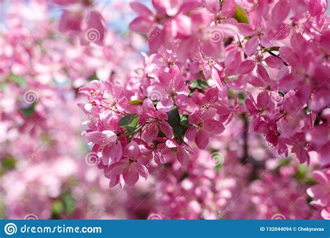 Beautiful Pink Cherry Tree Blossoms In Sun Lights At Spring Nature