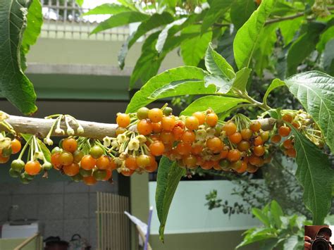 fruta do sabiá acnistus arborescens 05 estacas sadias r 29 50 em mercado livre
