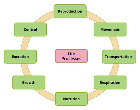 What Are Life Processes Lesson Science Cbse Class