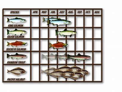 Alaska Salmon Fishing Pacific King Chart Species