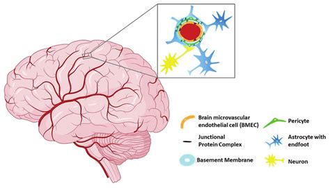 Neuromics Neuromics Astrocytes Pericytes Used To Form Organoid Bbb