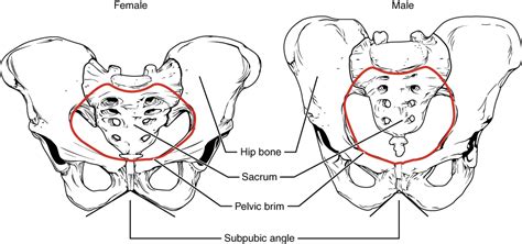 A Cintura Pélvica E Da Pelve Anatomia E Fisiologia I Ottima