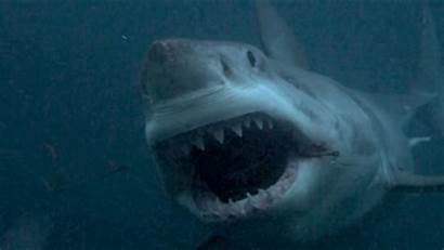 Shark Megalodon Week Submarine Sharks Discovery Channel