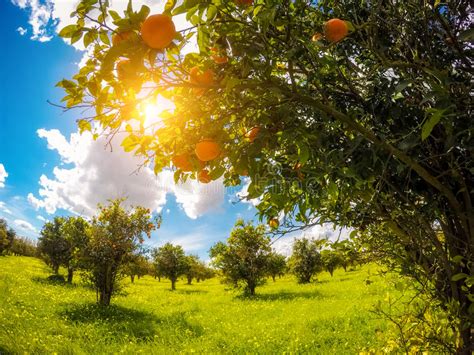 The Orange Garden Stock Photo Image Of Light Fruit 90494150