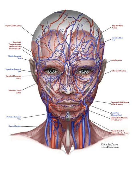 Arteries And Veins Of The Female Face Facial Anatomy Anatomy Art