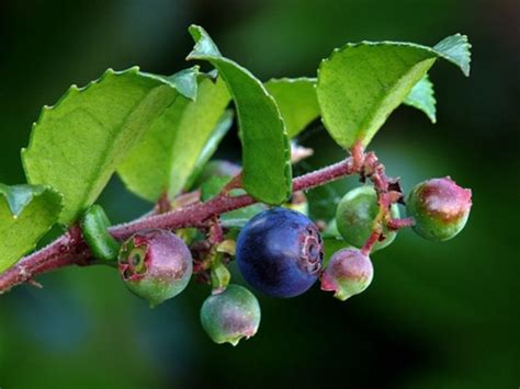 Pacific Northwest Edible Berries Flashdecks