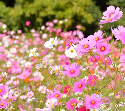 23 Beautiful Annual Flowers That Bloom All Summer Annual Flowers
