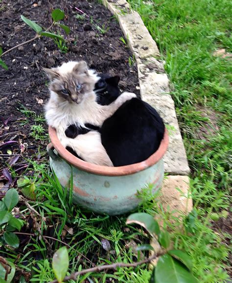 How to deter cats from the garden. 148 Cat-Plants You Probably Shouldn't Water | Bored Panda
