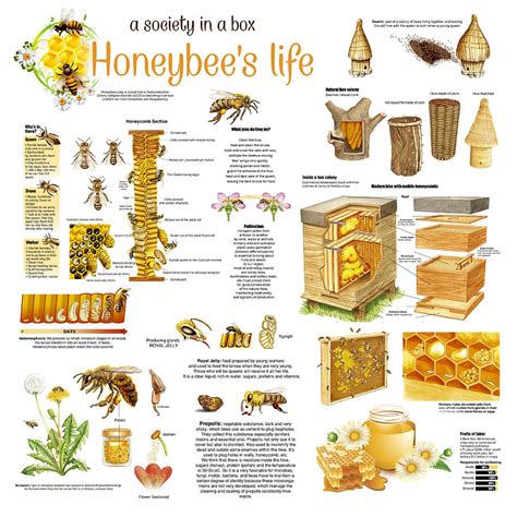 Honey Bees Infographic Drawing By Gina Dsgn