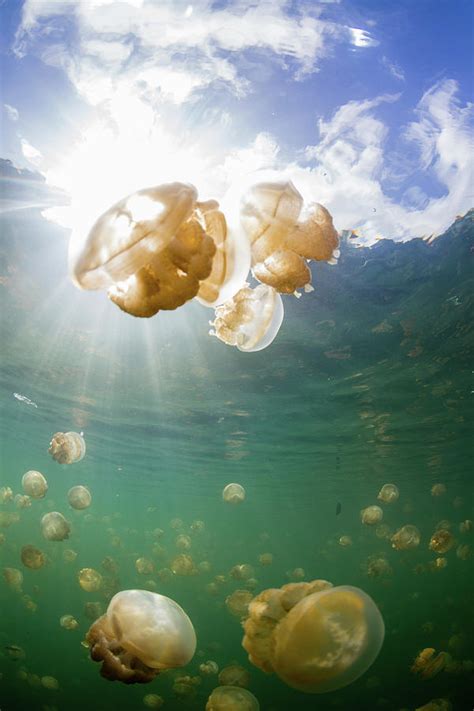 Group Of Golden Jellyfish In Jellyfish Photograph By Alessandro Cere