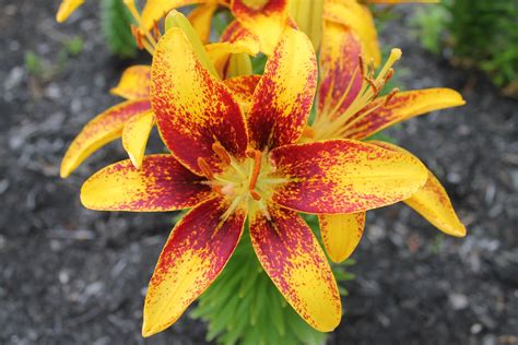 Tiny Sensation Asiatic Lily A Burst Of Yellow Tempered By Red