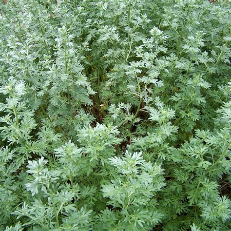 Absint Artemisia Absinthium Erica Garden