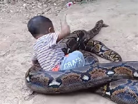 Shocking Parents Filmed Their Toddler Son Playing With A Giant Python