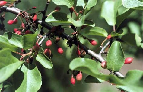 Cherry And Plum Species Common Trees Of The Pacific Northwest
